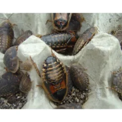 Hot Kakerlak Dubia 1 stk (Blaptica dubia) Argentina Foder & Vitaminer Til Krybdyr