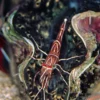 Discount Kamel Reje (Rhynchonetes Sp. Dancing Shrimp) Anemone, Bløddyr Og Snegle Til Saltvand