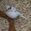 Sale Kanariefugl Gul/Broget (Serinus canaria) Eksotiske Fugle