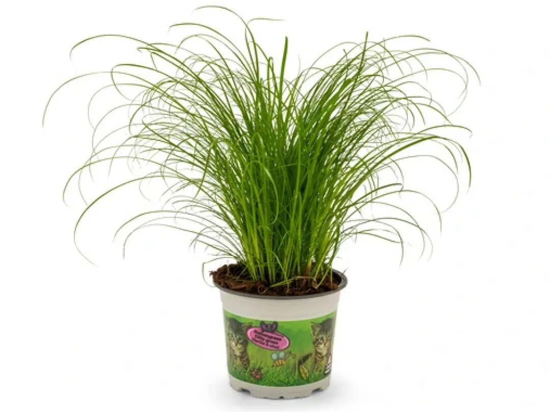 Sale Kattegræs i potte - Cyperus Zumula Killingefoder - Sundt Kattefoder Til Killinger I Alle Racer|Kattefoder & Snacks