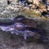 Online Kilehovedet Dværg kaiman (Paleosuchus Trigonatus) Krybdyr