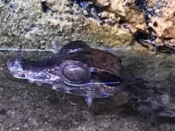 Online Kilehovedet Dværg kaiman (Paleosuchus Trigonatus) Krybdyr