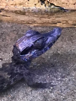 Online Kilehovedet Dværg kaiman (Paleosuchus Trigonatus) Krybdyr