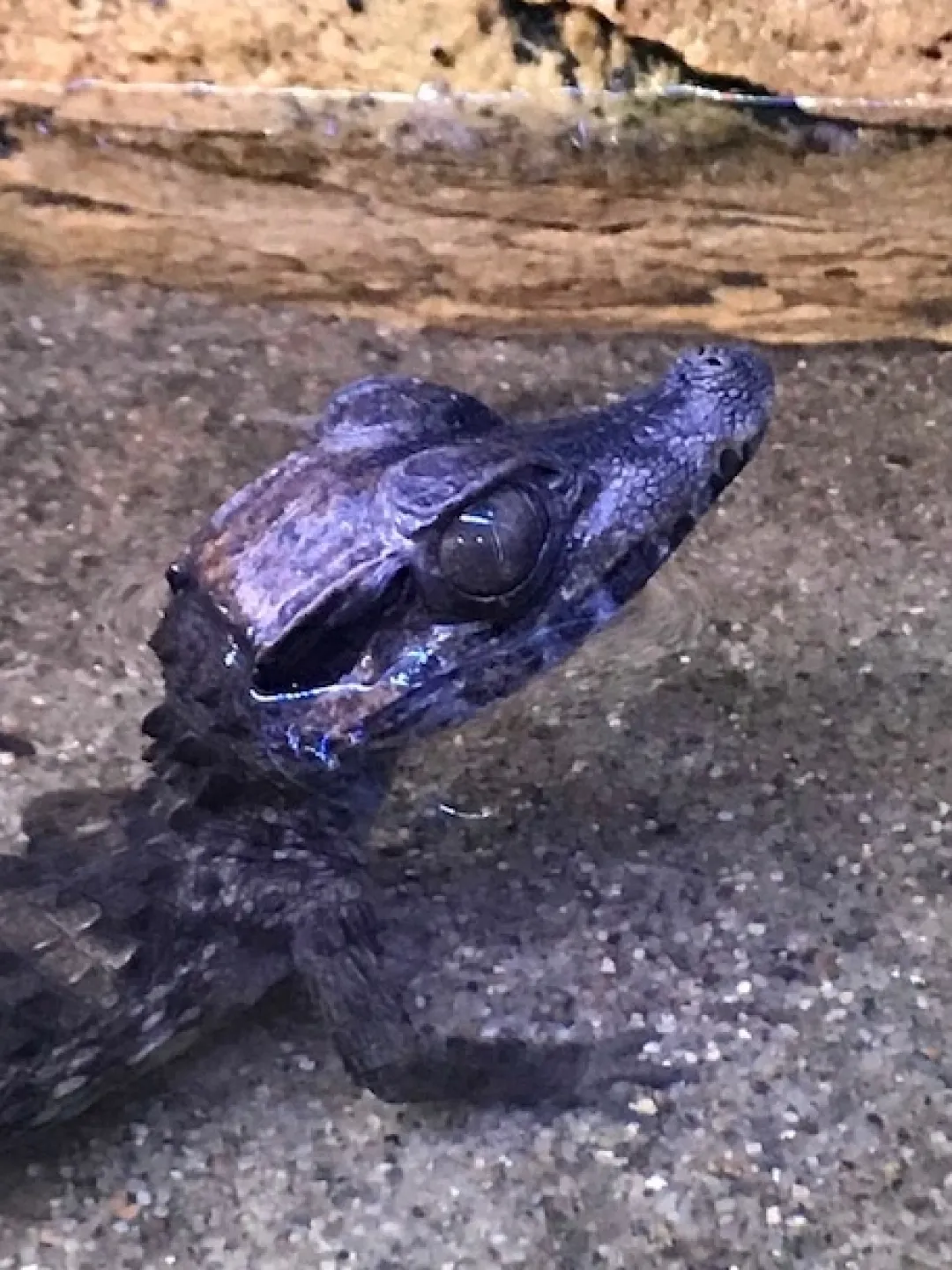 Online Kilehovedet Dværg kaiman (Paleosuchus Trigonatus) Krybdyr