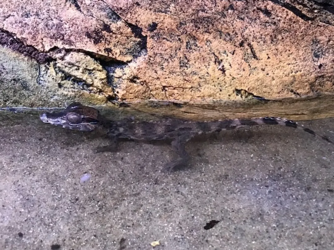 Online Kilehovedet Dværg kaiman (Paleosuchus Trigonatus) Krybdyr