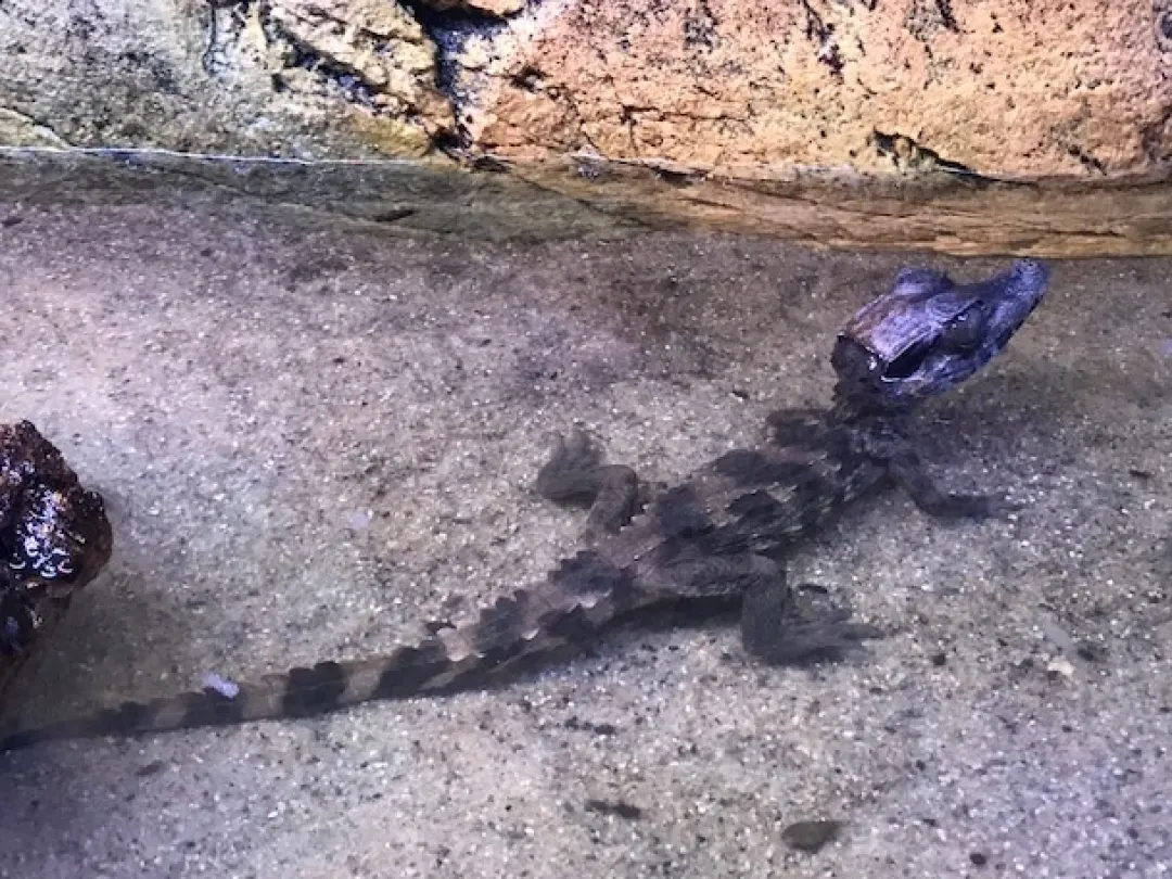 Online Kilehovedet Dværg kaiman (Paleosuchus Trigonatus) Krybdyr