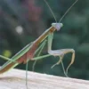Discount Kinesisk Knæler Tenodera sinensis Krybdyr