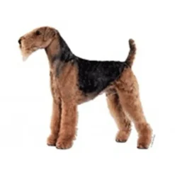 Hot Klistermærke af Airedale Terrier Mini Hundetegn Til Hvalpe - Sikkerhed Og Tryghed Hvis Hvalpen Løber Væk|Hundetegn Og Smykker Med Stil Og Sikkerhed