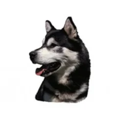 Sale Klistermærke af Alaskan Malamute Hoved Mini Hundetegn Til Hvalpe - Sikkerhed Og Tryghed Hvis Hvalpen Løber Væk|Hundetegn Og Smykker Med Stil Og Sikkerhed