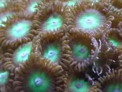 Outlet Knapkoral Zoanthus sp. Flotte fra Vietnam Saltvandskoraller