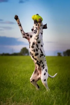 Sale Airdog Football L - robust hundebold med piv og flydefunktion Hundelegetøj Til Alle Hunde Leg Og Aktivering Året Rundt|Legetøj Til Hvalpe - Sjov Leg, Aktivering Og Tryghed Fra Første Dag