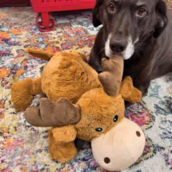 Best Cozie Marvin Moose Jumbo XL - kæmpe bamse til store hunde Hundelegetøj Til Alle Hunde Leg Og Aktivering Året Rundt|Legetøj Til Hvalpe - Sjov Leg, Aktivering Og Tryghed Fra Første Dag