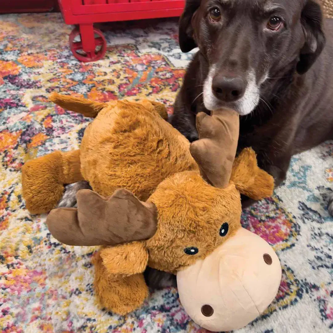 Best Cozie Marvin Moose Jumbo XL - kæmpe bamse til store hunde Hundelegetøj Til Alle Hunde Leg Og Aktivering Året Rundt|Legetøj Til Hvalpe - Sjov Leg, Aktivering Og Tryghed Fra Første Dag