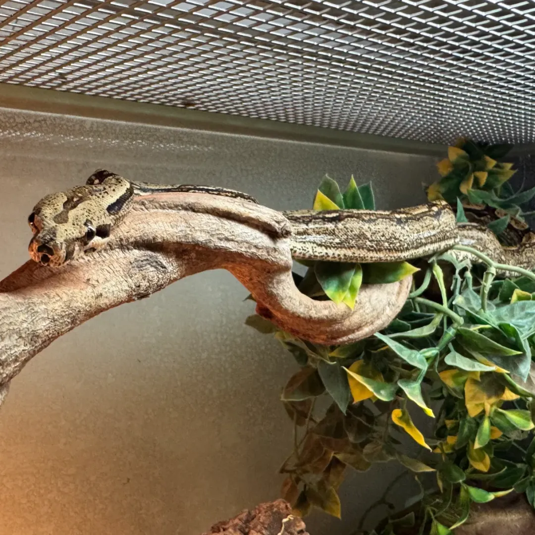 Discount Kongeboa Arabesque poss Hypo 0,1 - Boa Constrictor Krybdyr