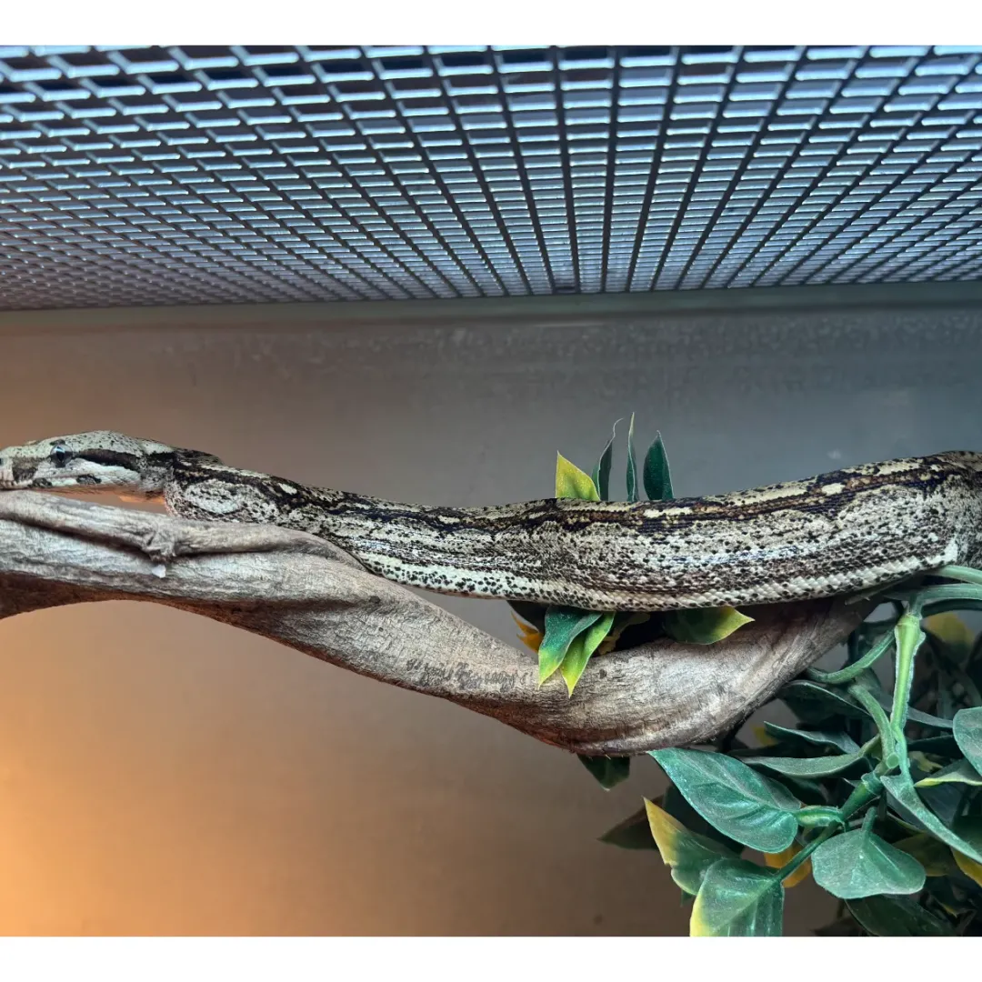Discount Kongeboa Arabesque poss Hypo 0,1 - Boa Constrictor Krybdyr