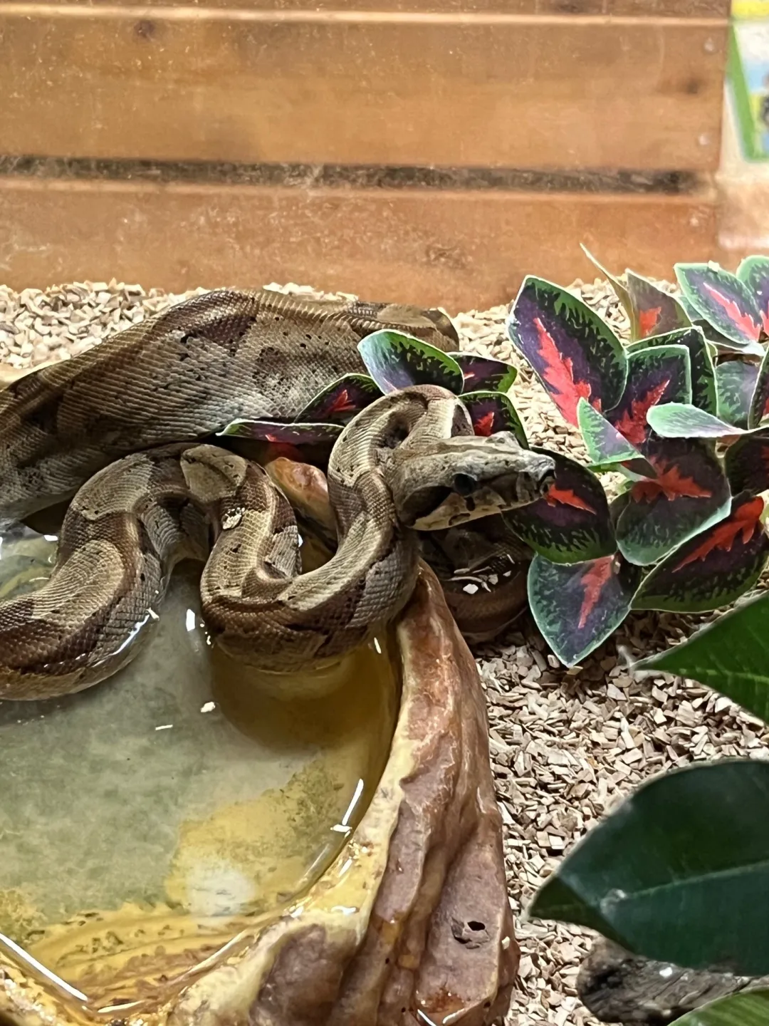 Kongeboa Hypo 100% Het Moonglow Kahl linie 0,1 - Boa Constrictor imperator Krybdyr