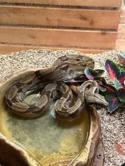 Kongeboa Hypo 100% Het Moonglow Kahl linie 0,1 - Boa Constrictor imperator Krybdyr