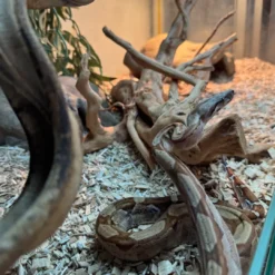 Best Kongeboa Hypo Keltic Het Moonglow Kahl linie 0,1 - Boa Constrictor Krybdyr
