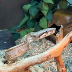 Best Kongeboa Hypo Keltic Het Moonglow Kahl linie 0,1 - Boa Constrictor Krybdyr
