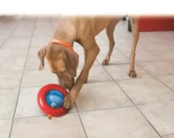Online Gyro Small Ø12,7x7,5 cm - snackbold til små hunde Hundelegetøj Til Alle Hunde Leg Og Aktivering Året Rundt|Legetøj Til Hvalpe - Sjov Leg, Aktivering Og Tryghed Fra Første Dag