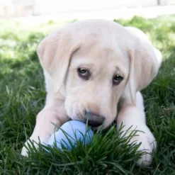 Hundelegetøj Puppy Large 10 cm - blødt aktiveringslegetøj til hvalpe Hundelegetøj Til Alle Hunde Leg Og Aktivering Året Rundt|Legetøj Til Hvalpe - Sjov Leg, Aktivering Og Tryghed Fra Første Dag
