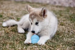 Hundelegetøj Puppy Large 10 cm - blødt aktiveringslegetøj til hvalpe Hundelegetøj Til Alle Hunde Leg Og Aktivering Året Rundt|Legetøj Til Hvalpe - Sjov Leg, Aktivering Og Tryghed Fra Første Dag