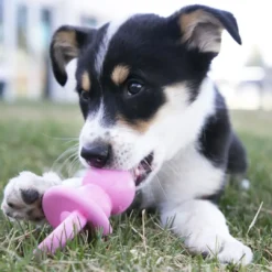 Clearance Hundesut Puppy Binkie M - hvalpelegetøj til tygning og beroligelse Hundelegetøj Til Alle Hunde Leg Og Aktivering Året Rundt|Legetøj Til Hvalpe - Sjov Leg, Aktivering Og Tryghed Fra Første Dag