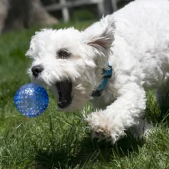 Outlet Legetøj Squezzz Geodz 2 stk Ø 7 cm - farverige bolde med piv Hundelegetøj Til Alle Hunde Leg Og Aktivering Året Rundt|Legetøj Til Hvalpe - Sjov Leg, Aktivering Og Tryghed Fra Første Dag