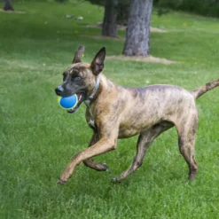 Clearance Legetøj Squezzz Geodz 3 stk Ø 7 cm - farverige bolde med piv Hundelegetøj Til Alle Hunde Leg Og Aktivering Året Rundt|Legetøj Til Hvalpe - Sjov Leg, Aktivering Og Tryghed Fra Første Dag