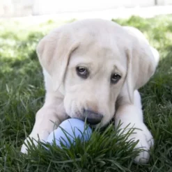 Discount Puppy Small - hvalpelegetøj til tyggeleg Hundelegetøj Til Alle Hunde Leg Og Aktivering Året Rundt|Legetøj Til Hvalpe - Sjov Leg, Aktivering Og Tryghed Fra Første Dag