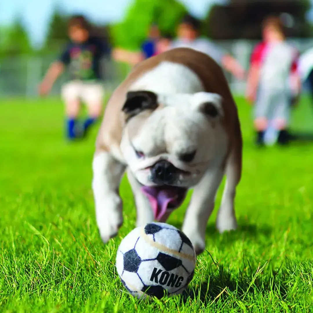 Hot Sport Balls S 3 stk 5 cm - slidstærke små hundebolde Hundelegetøj Til Alle Hunde Leg Og Aktivering Året Rundt|Legetøj Til Hvalpe - Sjov Leg, Aktivering Og Tryghed Fra Første Dag