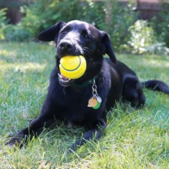Outlet Squeez Tennis 2 stk Ø 7 cm - robuste bolde med piv Hundelegetøj Til Alle Hunde Leg Og Aktivering Året Rundt|Legetøj Til Hvalpe - Sjov Leg, Aktivering Og Tryghed Fra Første Dag