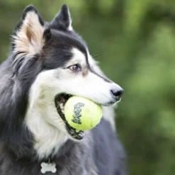 Online Tennisbold Stor 8 cm med pivlyd - robust hundebold Hundelegetøj Til Alle Hunde Leg Og Aktivering Året Rundt|Legetøj Til Hvalpe - Sjov Leg, Aktivering Og Tryghed Fra Første Dag