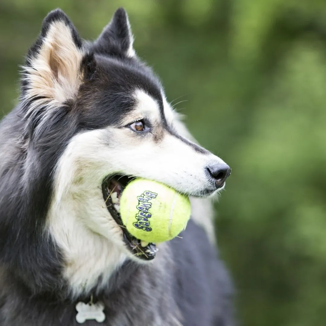 Online Tennisbold Stor 8 cm med pivlyd - robust hundebold Hundelegetøj Til Alle Hunde Leg Og Aktivering Året Rundt|Legetøj Til Hvalpe - Sjov Leg, Aktivering Og Tryghed Fra Første Dag