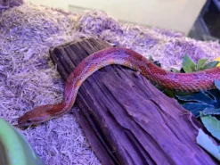 New Kornsnog voksen - normal/wildtype 0,0,1 Krybdyr