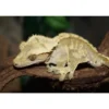 Outlet Kronegekko (Crested gecko) (Correlophus ciliatus) Han Krybdyr