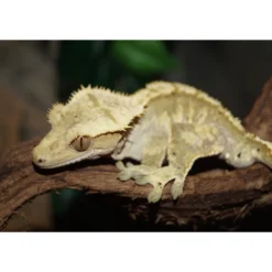 Outlet Kronegekko (Crested gecko) (Correlophus ciliatus) Han Krybdyr