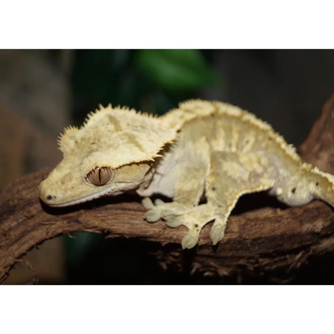 Outlet Kronegekko (Crested gecko) (Correlophus ciliatus) Han Krybdyr