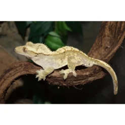 Outlet Kronegekko (Crested gecko) (Correlophus ciliatus) Han Krybdyr