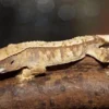 Online Kronegekko unger Crested gecko (Correlophus ciliatus) unger mix Krybdyr