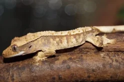 Online Kronegekko unger Crested gecko (Correlophus ciliatus) unger mix Krybdyr