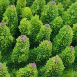 Best Kunstig koral Acropora millepora (Green) Dekoration Til Saltvand