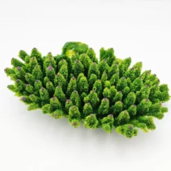 Best Kunstig koral Acropora millepora (Green) Dekoration Til Saltvand