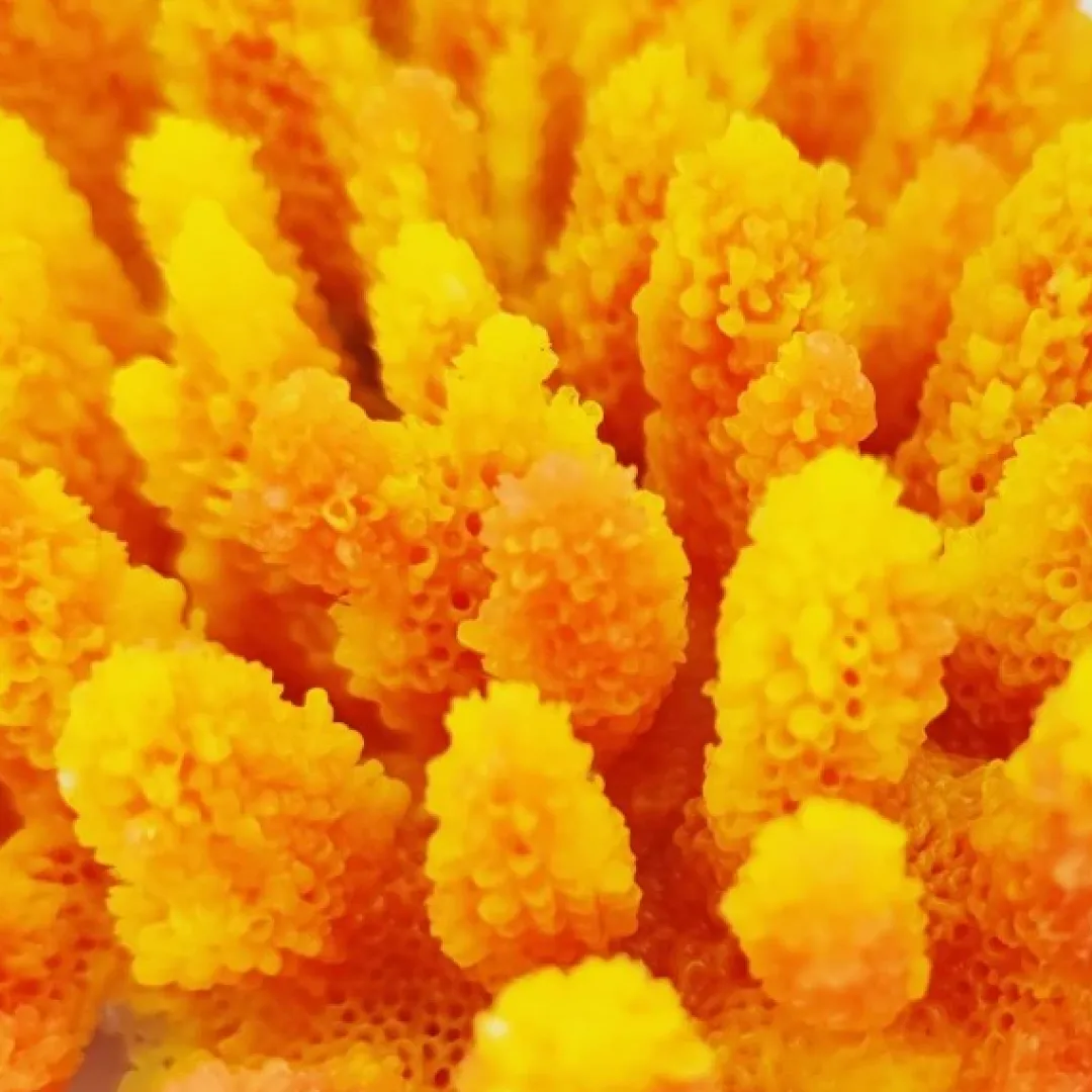 Sale Kunstig koral Acropora millepora (Yellow/Pink) Dekoration Til Saltvand