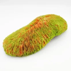 Outlet Kunstig koral Polyphyllia talpina (Green) 24x11x6 cm Dekoration Til Saltvand