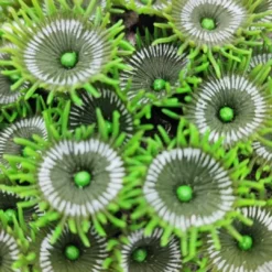 Kunstig koral Protopalythoa M (Green) Dekoration Til Saltvand