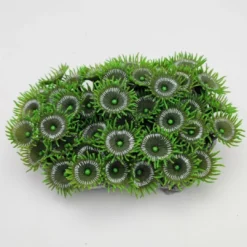 Kunstig koral Protopalythoa M (Green) Dekoration Til Saltvand