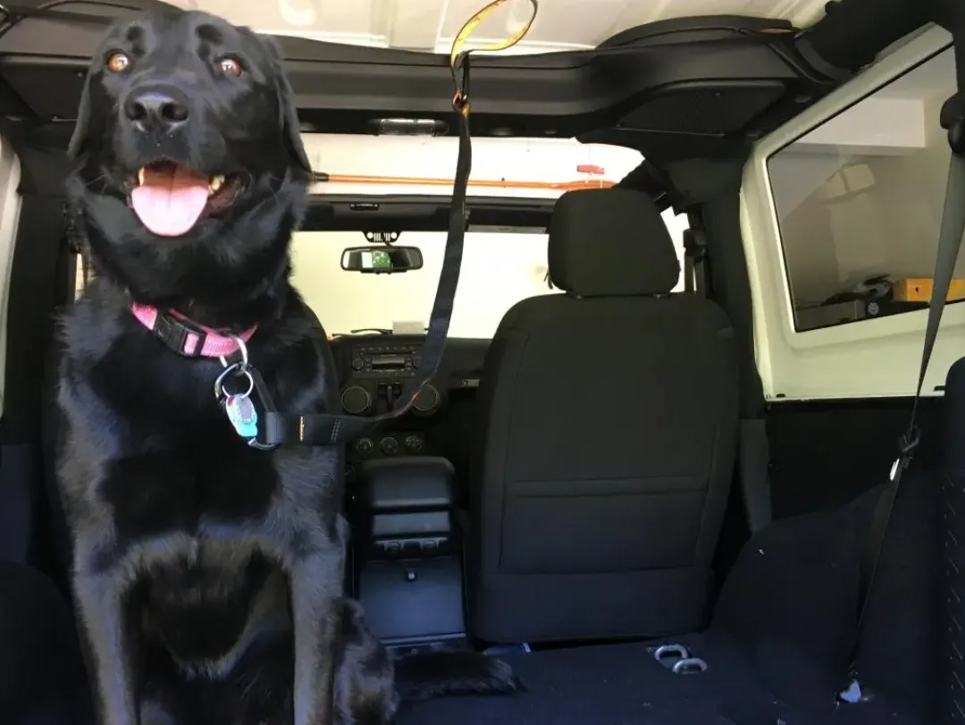 Auto Zip Line Transport Og Adgang Til Hvalpe - Tryg Og Nem Hverdag|Transport Og Adgang For Hunde - Tryg Og Nem Hverdag