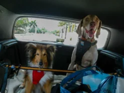 Auto Zip Line Transport Og Adgang Til Hvalpe - Tryg Og Nem Hverdag|Transport Og Adgang For Hunde - Tryg Og Nem Hverdag