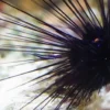 Clearance Langpigget Søpindsvin (Diadema savignyi) Anemone, Bløddyr Og Snegle Til Saltvand